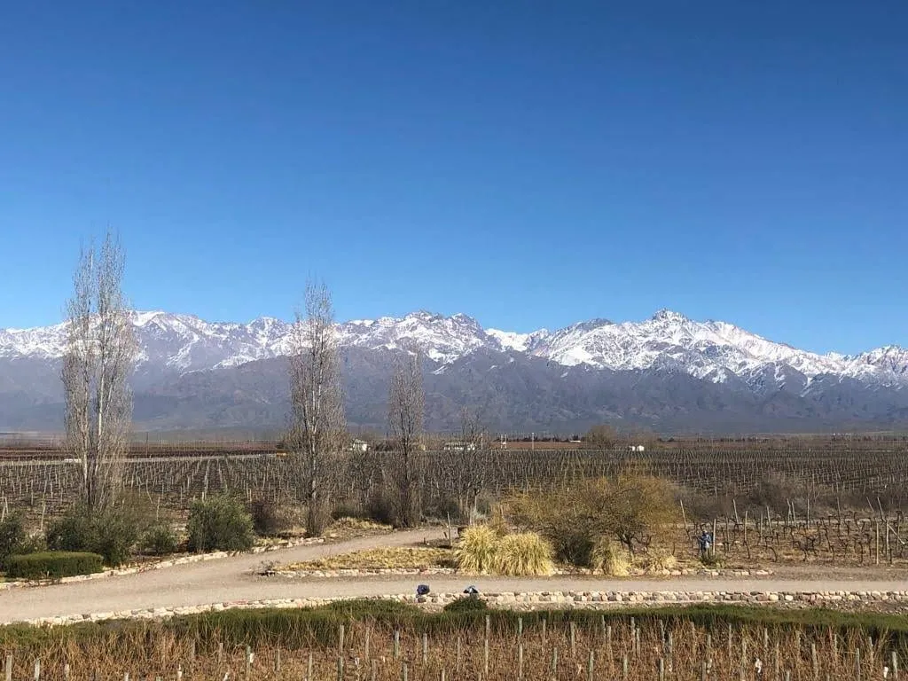 Cordillera nevada sobre los viñedos del Valle de Uco