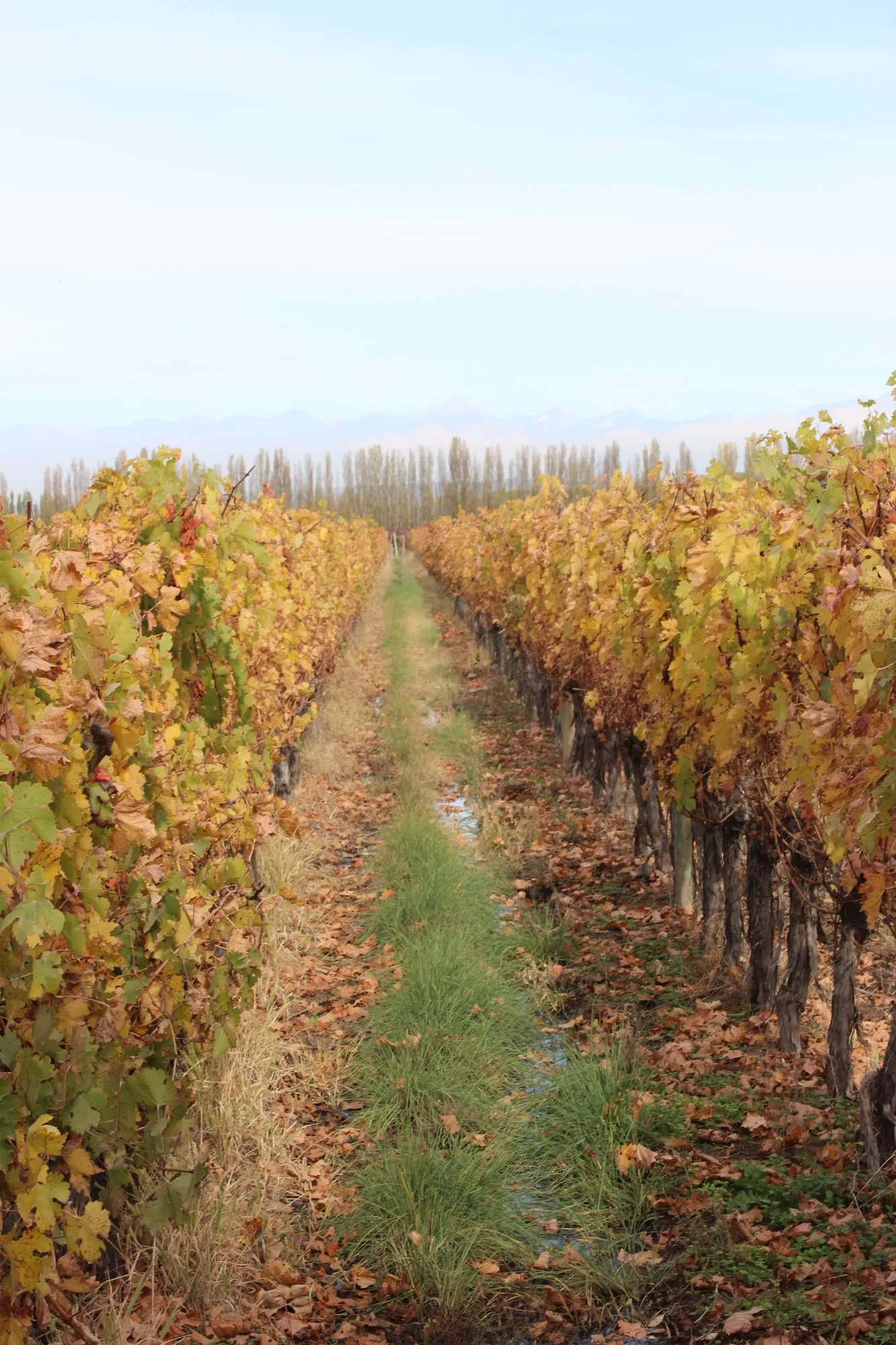 Hileras de viñedo en otoño con la cordillera de fondo
